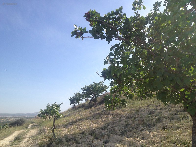 nizipte 11500 metre fıstıklık..