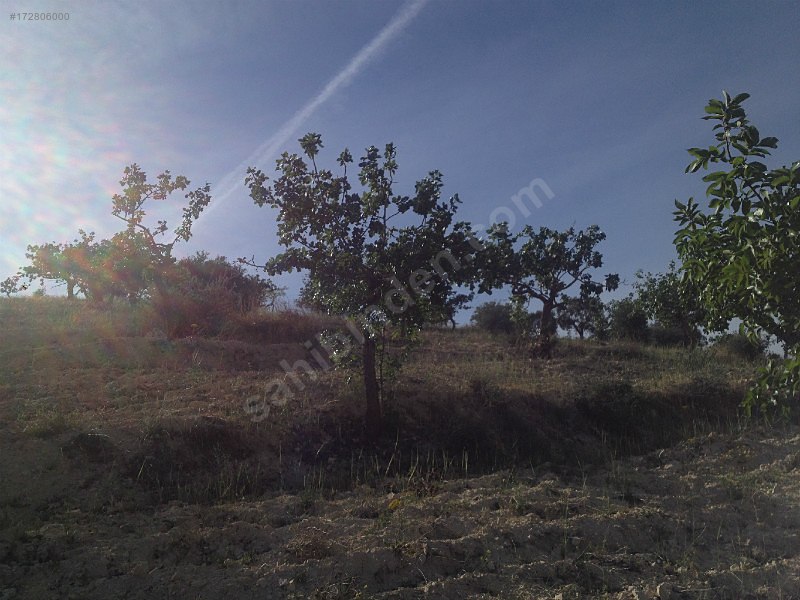 nizipte 11500 metre fıstıklık..