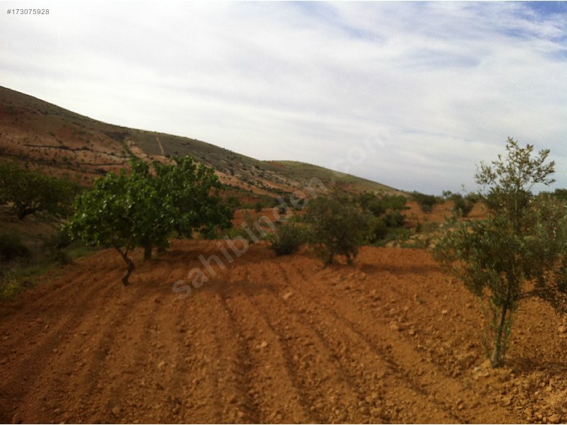 Sahibinden kocatepete fıstık ve zeytin tarlası