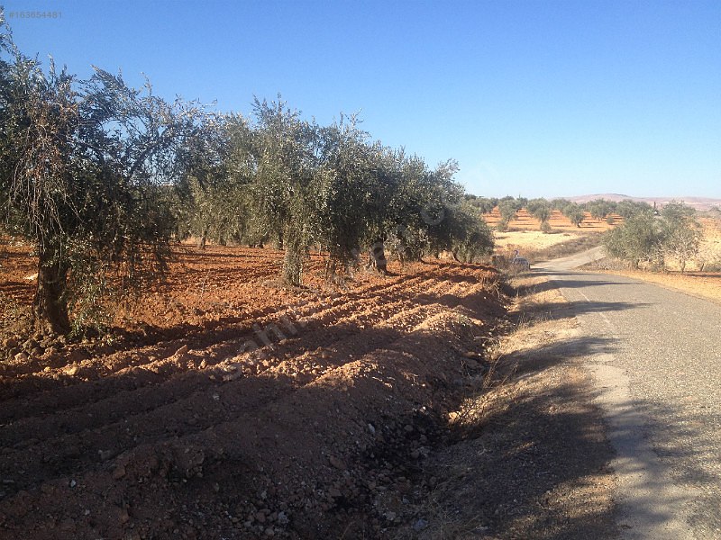 Asvalt üstü 5,800m 40m asvlata cepe li zeytin bahçesi