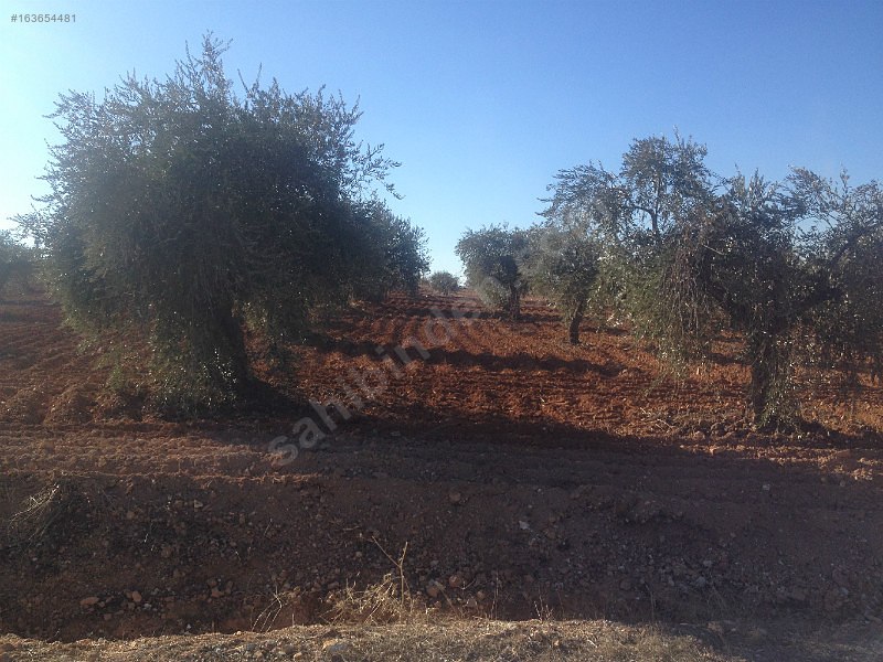 Asvalt üstü 5,800m 40m asvlata cepe li zeytin bahçesi