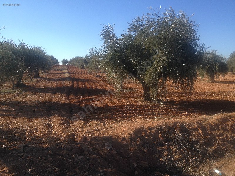 Asvalt üstü 5,800m 40m asvlata cepe li zeytin bahçesi