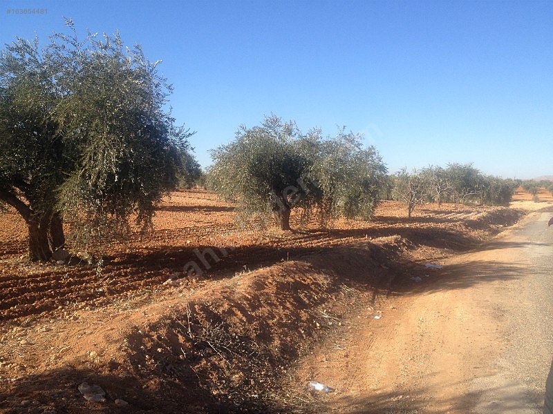 Asvalt üstü 5,800m 40m asvlata cepe li zeytin bahçesi