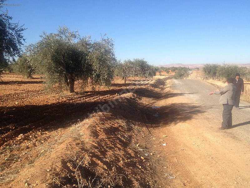 Asvalt üstü 5,800m 40m asvlata cepe li zeytin bahçesi