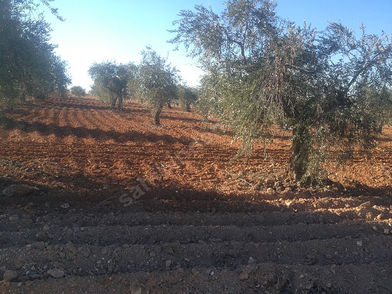 Asvalt üstü 5,800m 40m asvlata cepe li zeytin bahçesi