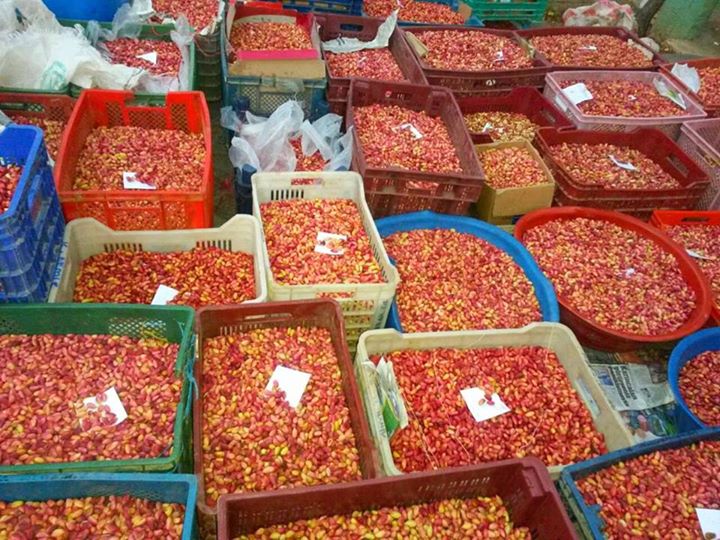 Antep Fıstığı Tezgahlara geldi