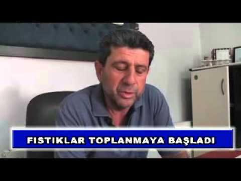 Fıstıklar toplanmaya başladı