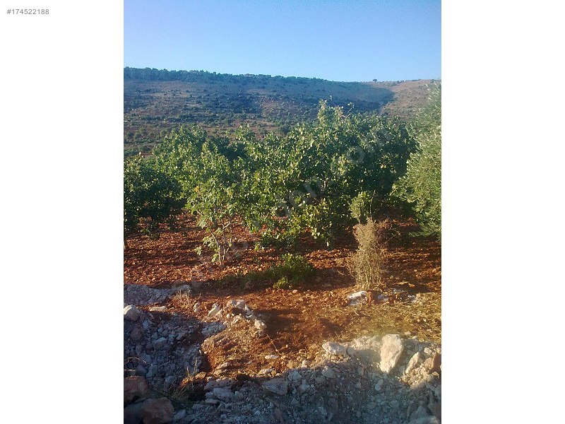 Acil satlık tarla