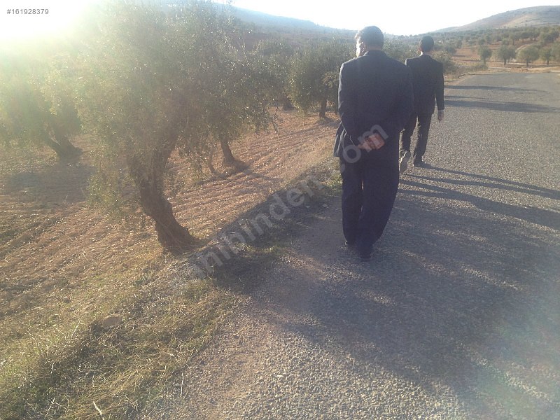NİZİPTE ASFALT ÜSTÜ YOL ÜSTÜNDE bağ evi yapılır FISTIK VE ZEYTİN