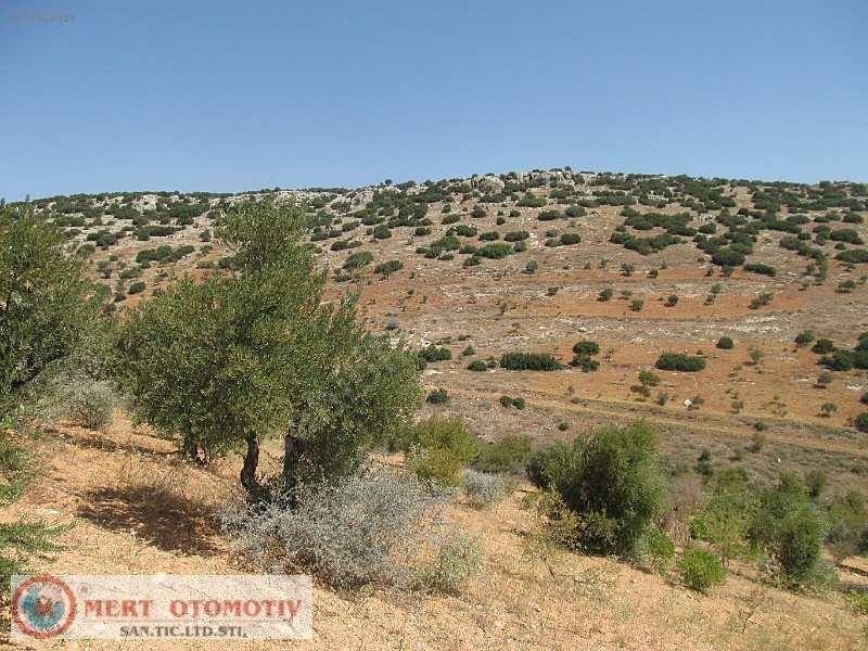 Adaklı 23000 mt fıstıklık