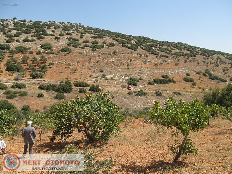 Adaklı 23000 mt fıstıklık