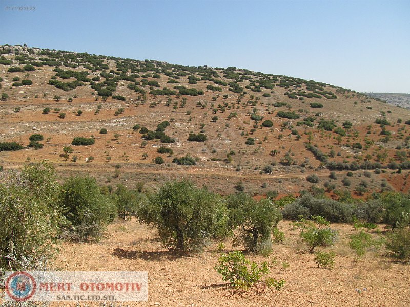 Adaklı 23000 mt fıstıklık