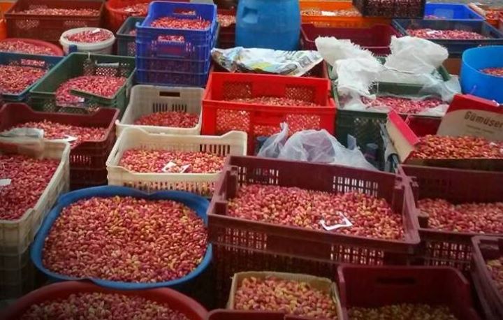 Fıstık sezonu hareketli geçiyor