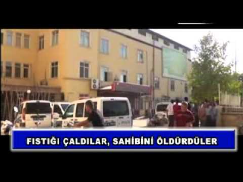 Fıstığı çaldılar, sahibini öldürdüler