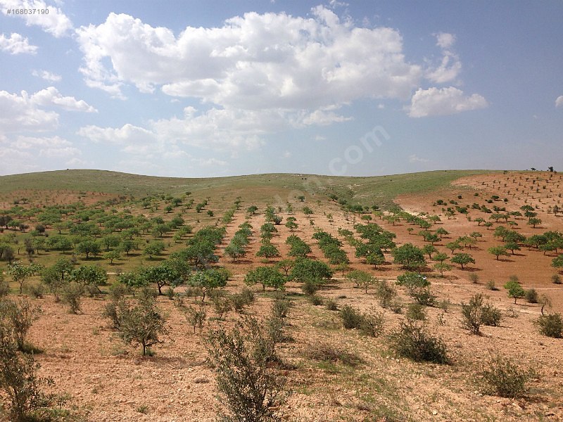 Nizip sekili'de satılık 3300 m2 zeytinlik...
