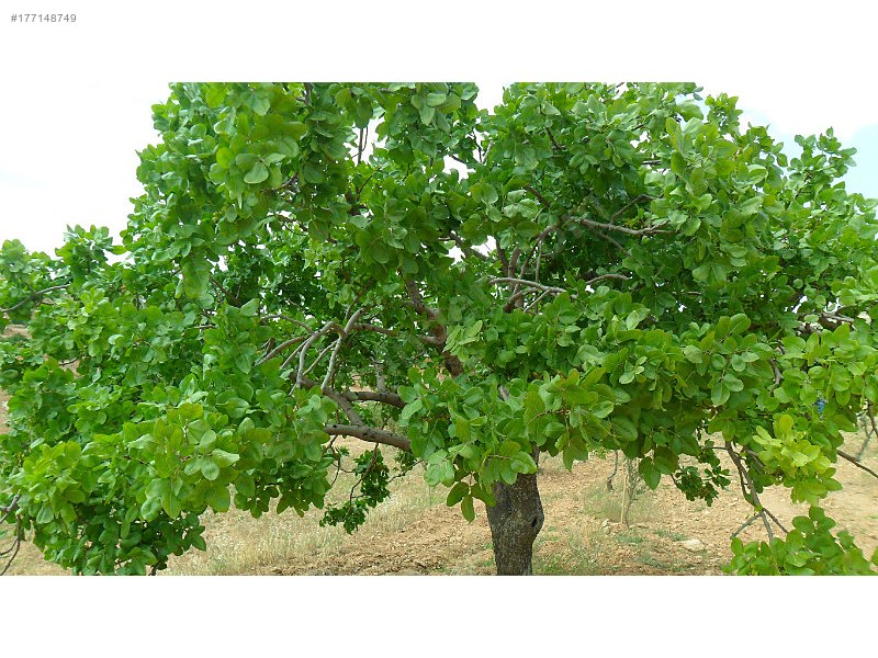 Kocatepede satılık fıstık ve zeytinlik