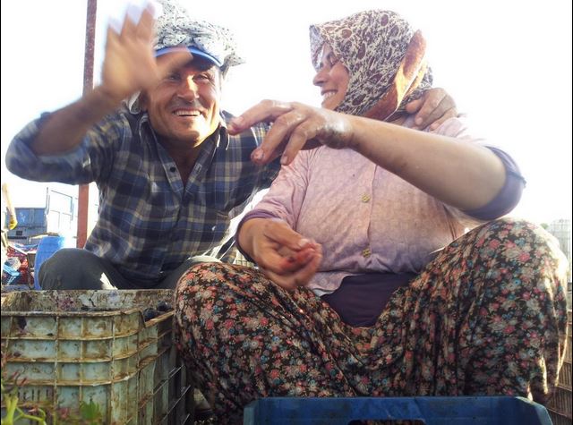 Üzüm Hasadı