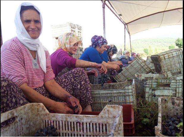 Üzüm Hasadı Üzüm Hasadı