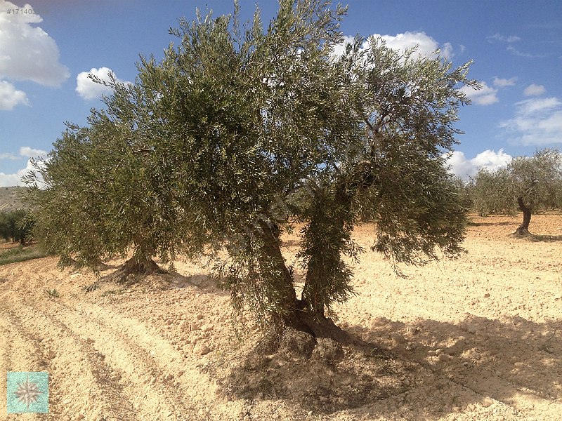 Kızılcakentte satılık 3900m kar garantisi olan zeytin fıstık bah