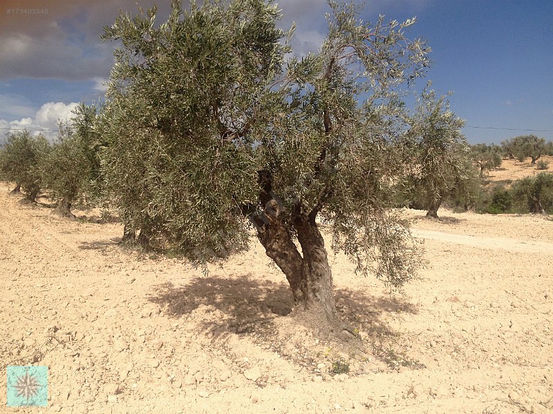 Kızılcakentte satılık 3900m kar garantisi olan zeytin fıstık bah