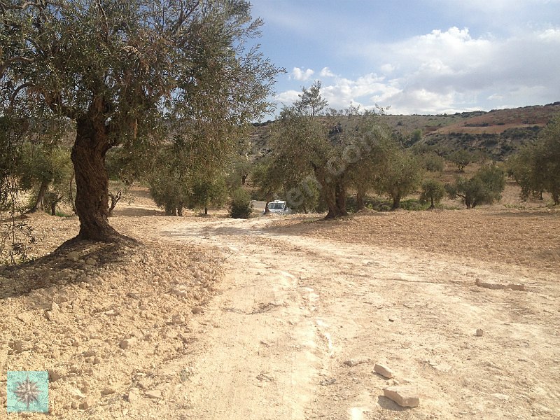 Kızılcakentte satılık 3900m kar garantisi olan zeytin fıstık bah