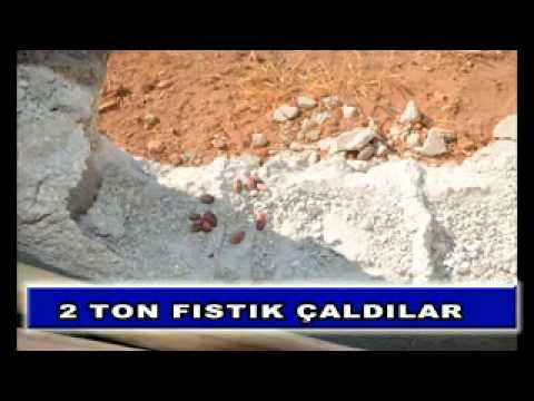 2 ton fıstık çaldılar