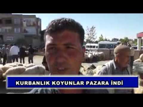 Kurbanlık koyunlar pazara indi