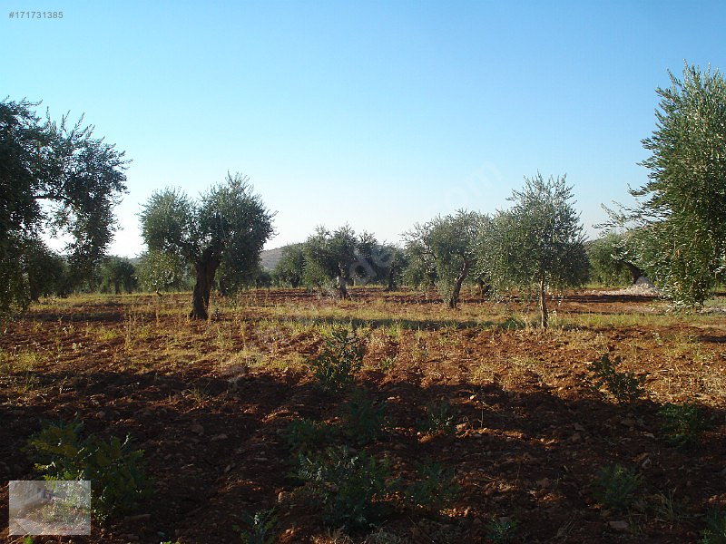 kocatepede 185 metre yola cepheli ful fıstıklık 12 dönüm