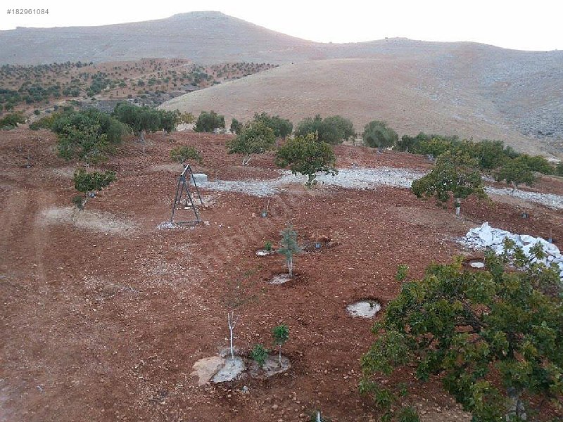 çok acil fıstıklık mükemel fırat manzaralı