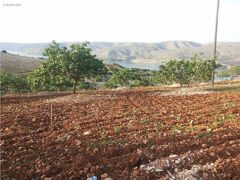 çok acil fıstıklık mükemel fırat manzaralı