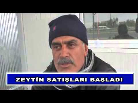 Zeytin satışları başladı