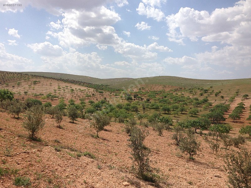 Nizip sekili'de satılık 3300 m2 zeytinlik...
