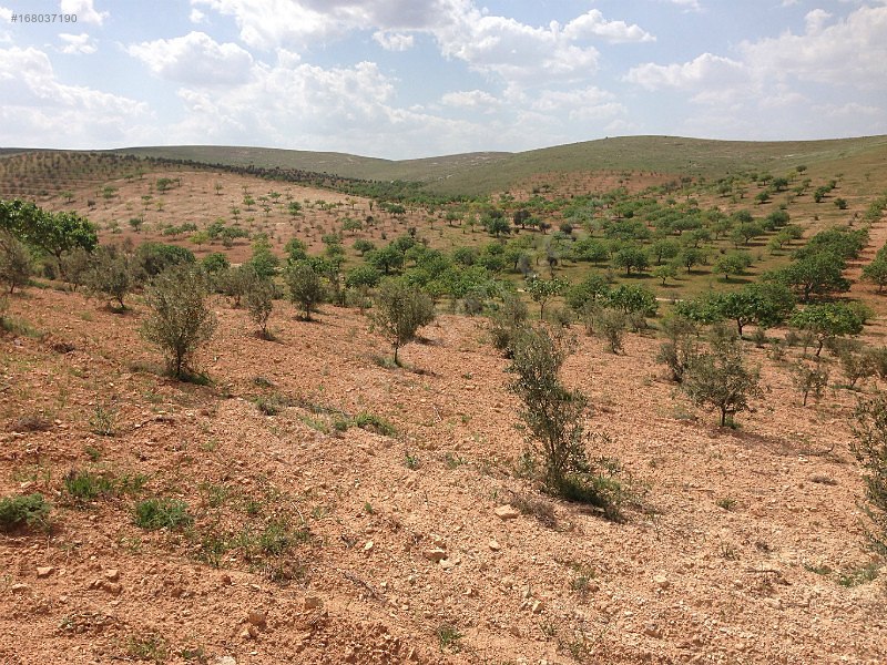 Nizip sekili'de satılık 3300 m2 zeytinlik...