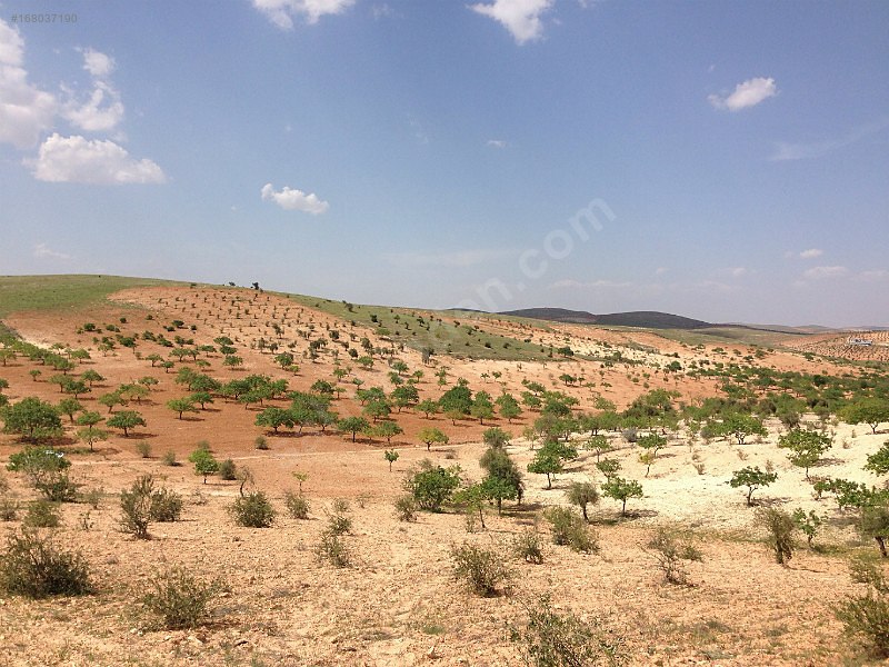 Nizip sekili'de satılık 3300 m2 zeytinlik...