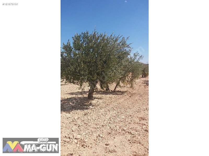 2900m2,,,,Fıstık,,,Zeytin,,,Üzüm Bağ,,,,Resmi Yola Sıfır.....