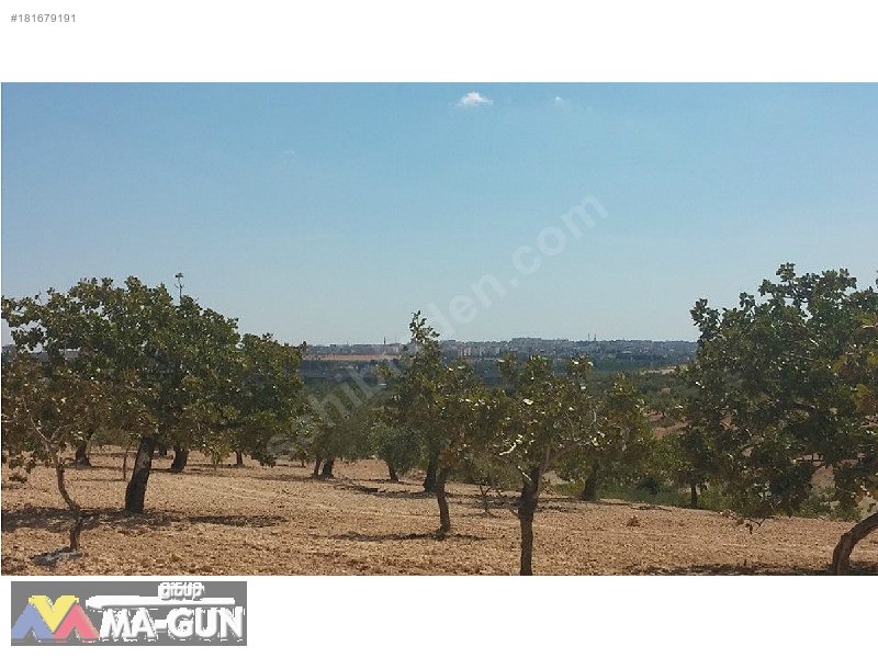 2900m2,,,,Fıstık,,,Zeytin,,,Üzüm Bağ,,,,Resmi Yola Sıfır.....