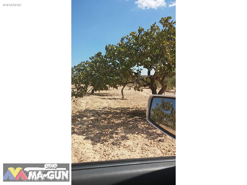2900m2,,,,Fıstık,,,Zeytin,,,Üzüm Bağ,,,,Resmi Yola Sıfır.....