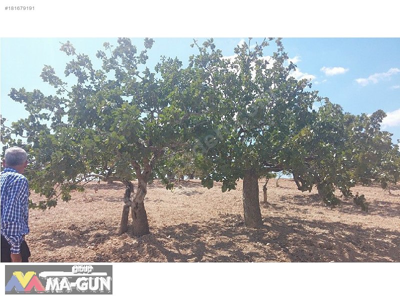 2900m2,,,,Fıstık,,,Zeytin,,,Üzüm Bağ,,,,Resmi Yola Sıfır.....