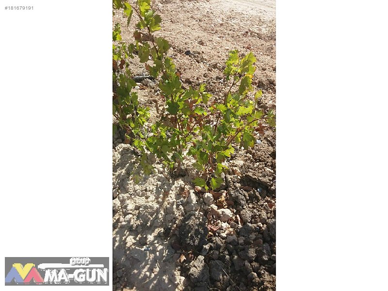 2900m2,,,,Fıstık,,,Zeytin,,,Üzüm Bağ,,,,Resmi Yola Sıfır.....