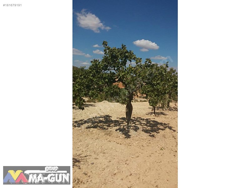 2900m2,,,,Fıstık,,,Zeytin,,,Üzüm Bağ,,,,Resmi Yola Sıfır.....
