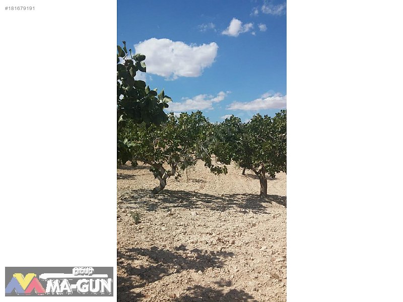2900m2,,,,Fıstık,,,Zeytin,,,Üzüm Bağ,,,,Resmi Yola Sıfır.....