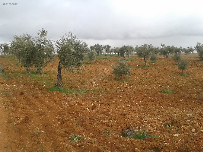 Satlık Zeytinlik