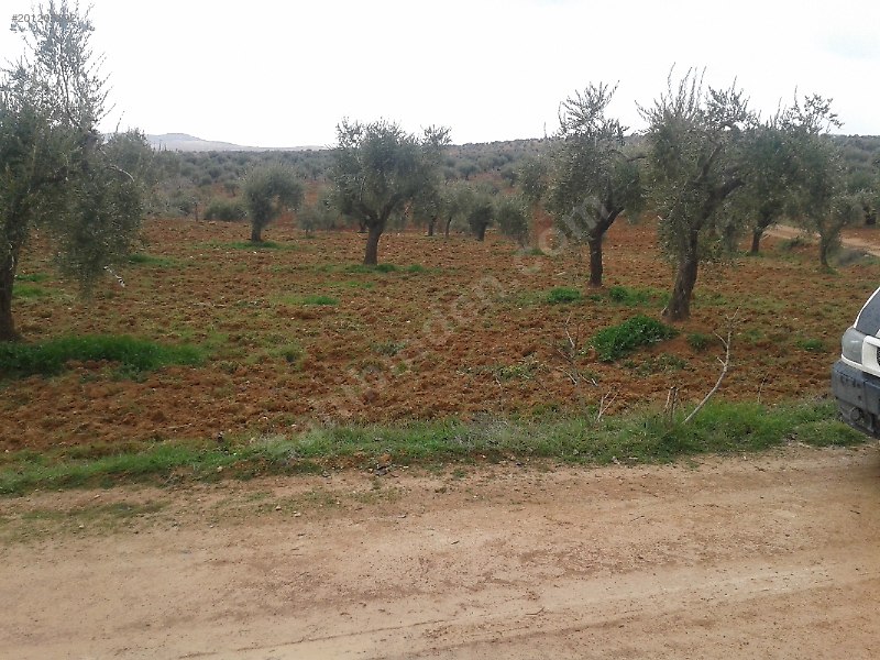 Satlık Zeytinlik