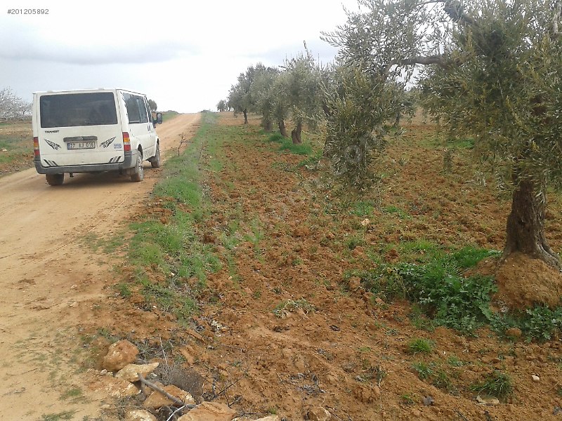 Satlık Zeytinlik