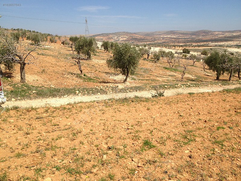 4100m zirve konumlu bahçe