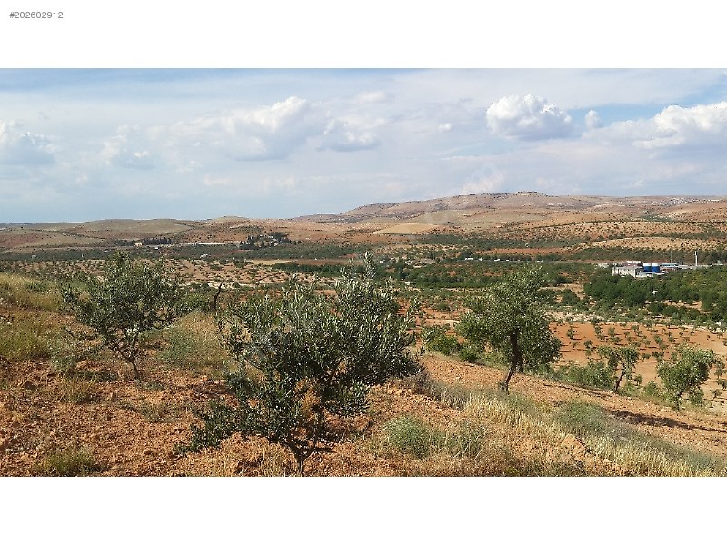 tam yatırımlık satlık uygun fiyata fıstıklık zeytinlik