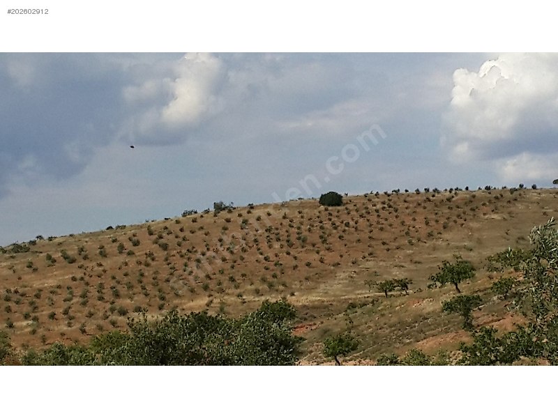 tam yatırımlık satlık uygun fiyata fıstıklık zeytinlik