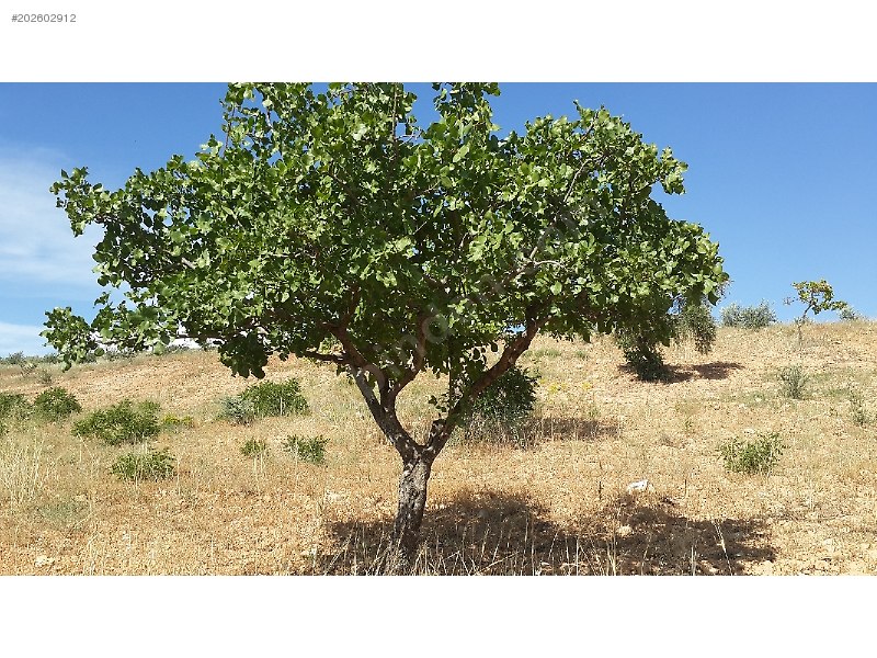 tam yatırımlık satlık uygun fiyata fıstıklık zeytinlik
