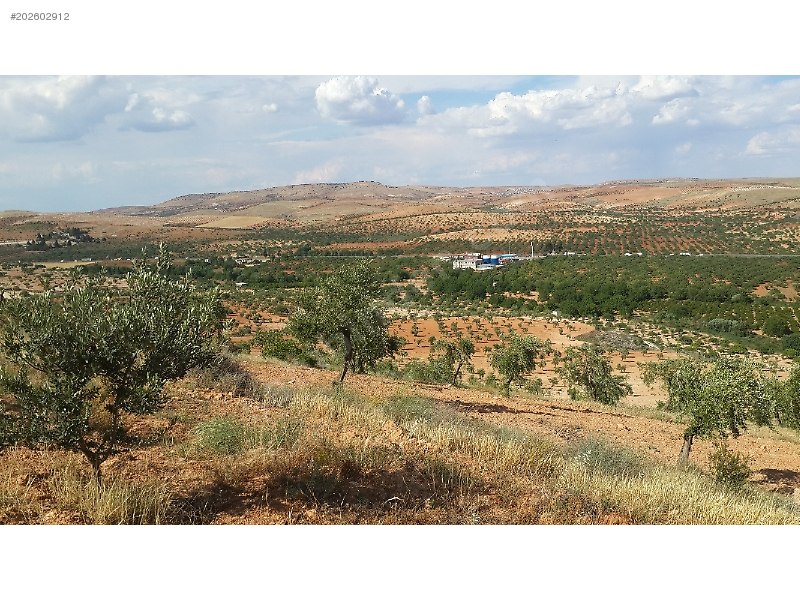 tam yatırımlık satlık uygun fiyata fıstıklık zeytinlik
