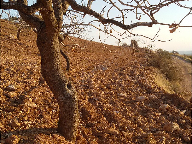 Yola cepheli fıstık zeytin bahçesi